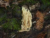 Ramaria stricta image