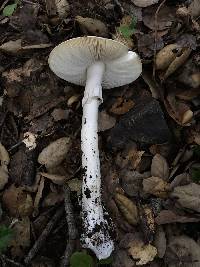 Amanita phalloides image