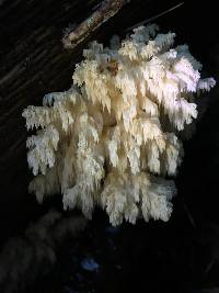 Hericium americanum image