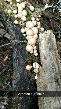 Lycoperdon pyriforme image