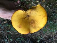 Omphalotus olivascens image