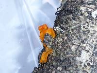 Tremella aurantia image