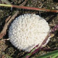 Lycoperdon marginatum image