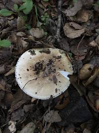 Amanita phalloides image