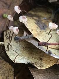 Gymnopus quercophilus image