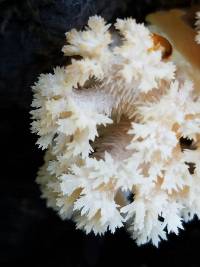 Hericium coralloides image