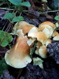 Hypholoma fasciculare image