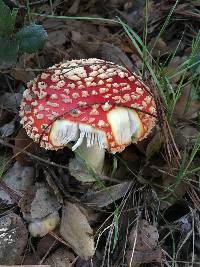 Amanita muscaria subsp. flavivolvata image