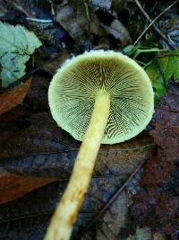 Hypholoma fasciculare image