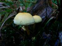 Hypholoma fasciculare image