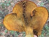 Omphalotus olivascens image