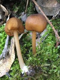 Entoloma formosum image