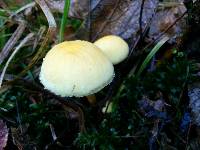 Hypholoma fasciculare image