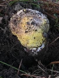 Amanita augusta image