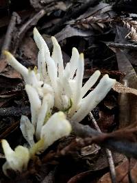 Clavaria fragilis image