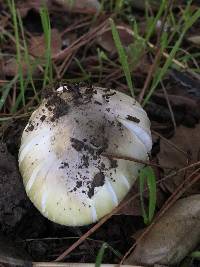 Amanita phalloides image