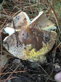 Amanita augusta image