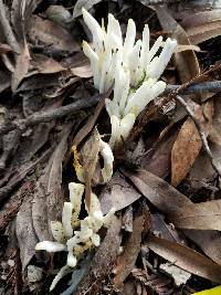 Clavaria fragilis image