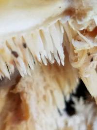 Hericium coralloides image