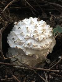 Amanita magniverrucata image