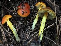 Hygrocybe singeri image