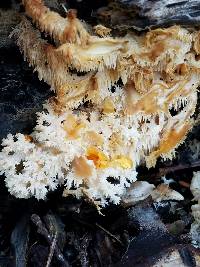 Hericium coralloides image