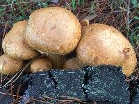 Gymnopilus ventricosus image