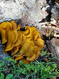 Omphalotus olivascens image