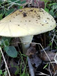 Amanita phalloides image