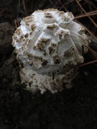 Amanita magniverrucata image