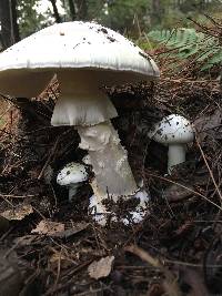 Amanita phalloides image