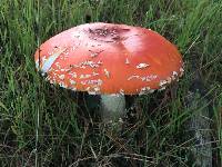 Amanita muscaria image