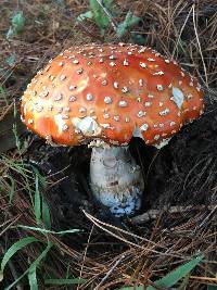 Amanita muscaria image
