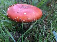 Amanita muscaria image