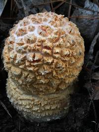 Amanita muscaria subsp. flavivolvata image