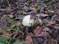 Amanita phalloides image