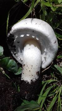 Agaricus xanthodermus image