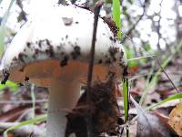 Amanita phalloides image