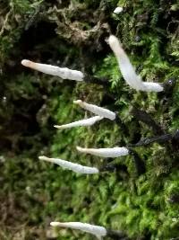 Xylaria hypoxylon image