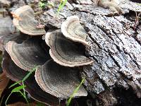 Trametes versicolor image