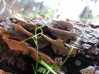Trametes versicolor image