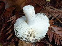 Russula cerolens image