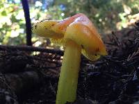 Hygrocybe acutoconica image