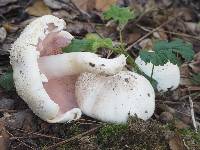 Agaricus californicus image