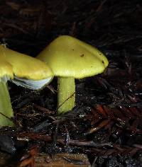 Hygrocybe singeri image