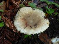 Russula cerolens image