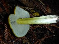 Hygrocybe singeri image