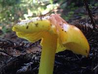 Hygrocybe acutoconica image