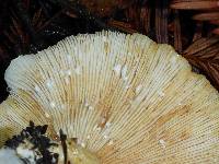 Russula cremoricolor image