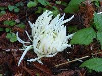 Clavaria fragilis image